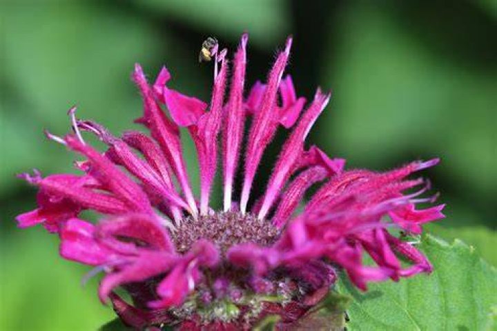 A Journey To Horticultural Excellence