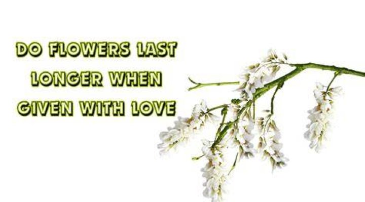 Do Flowers Blossom Longer With Love's Embrace?