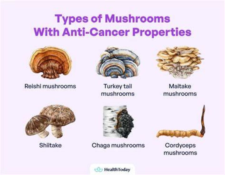 Medicinal Mushrooms Fight Cancer Mechanisms Myko San
