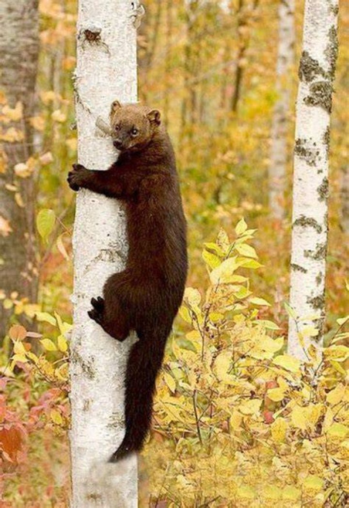 Picture of Fisher