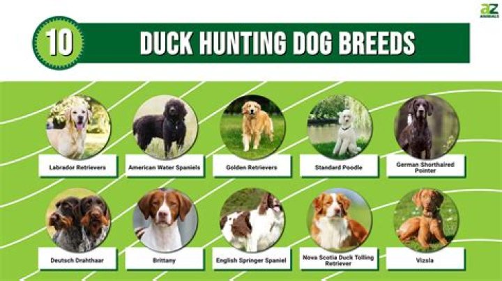 The 10 What Is Duck Commander Net Worth 2022 Full Guide FIDLAR